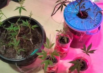 Pemuda di Kabupaten Bekasi Diamankan Polisi karena Tanam Ganja di Kamar