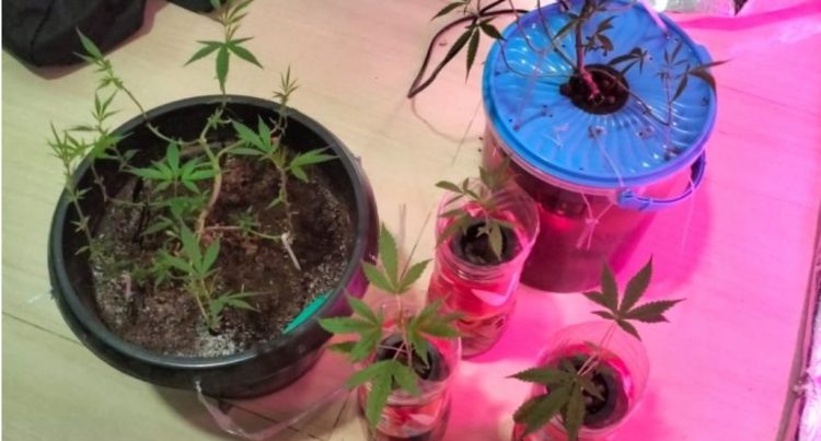 Pemuda di Kabupaten Bekasi Diamankan Polisi karena Tanam Ganja di Kamar