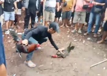 Kembali Marak Aktivitas Sabung Ayam di Desa Landau Mentail Dusun Boyan Tanjung