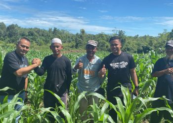 Kapolres Melawi Pantau Progres Perkembangan Jagung Poktan Subur Makmur