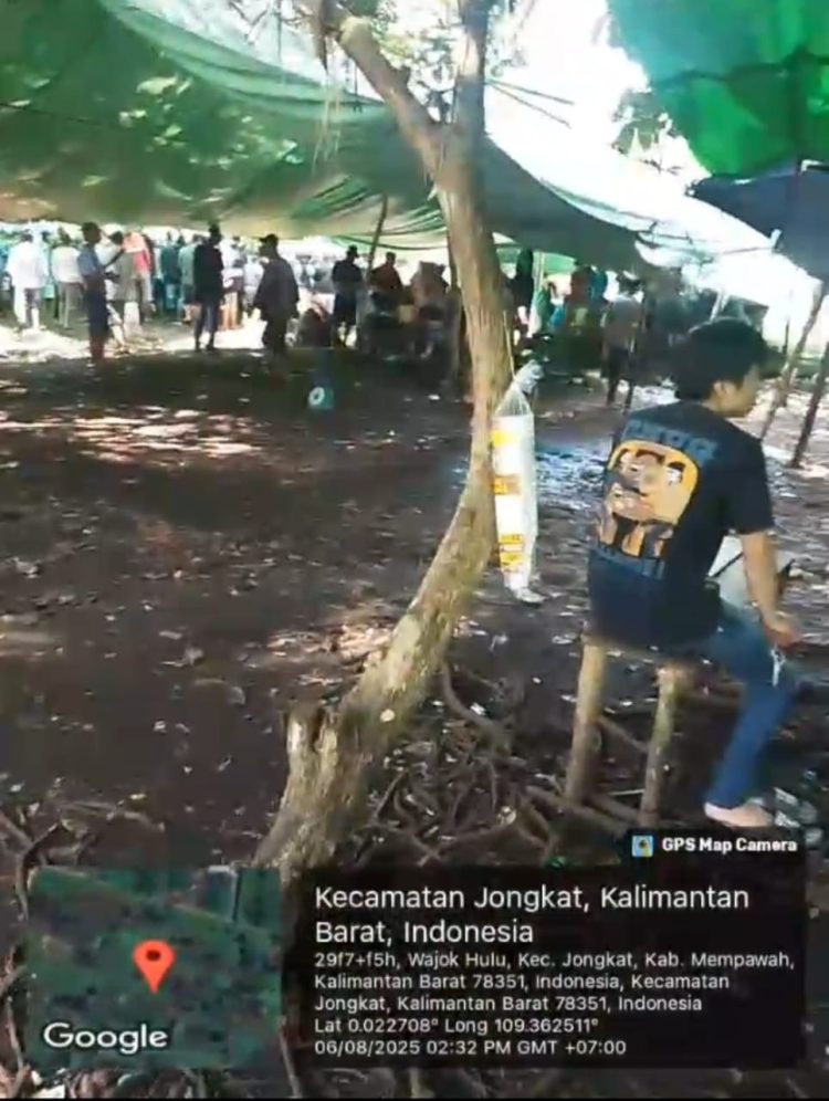 Polda Kalbar Diminta Tindak Tegas Kelang Sabung Ayam di Desa Wajok, Kec. Jongkat — Diduga Bebas dan Kebal Hukum