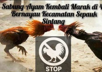 Terendus Operasi Gelap! Arena Sabung Ayam di Sepauk Bangkit Lagi Usai Penertiban