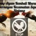 Terendus Operasi Gelap! Arena Sabung Ayam di Sepauk Bangkit Lagi Usai Penertiban