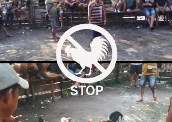 Lapor Pak Kapolres! Arena Sabung Ayam Ilegal Kembali Marak di Desa Nanga Pala Kec. Seberuang, Diminta APH Tindak Tegas