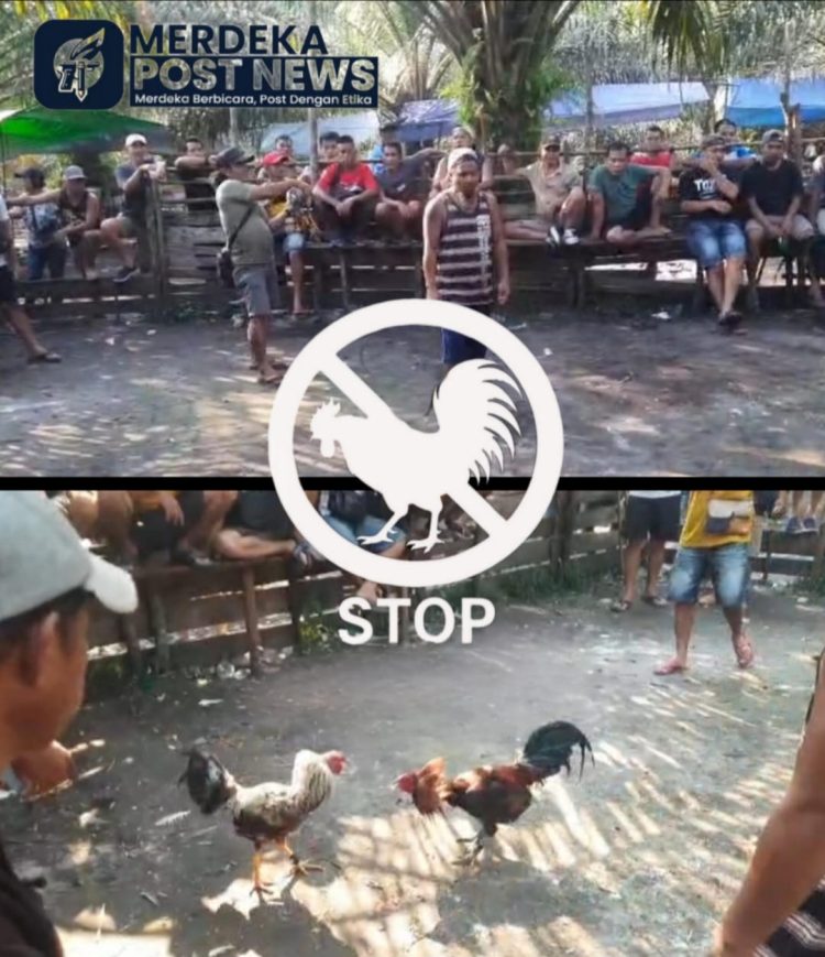 Lapor Pak Kapolres! Arena Sabung Ayam Ilegal Kembali Marak di Desa Nanga Pala Kec. Seberuang, Diminta APH Tindak Tegas