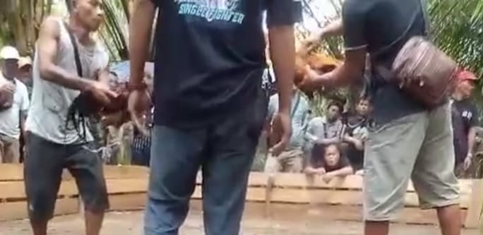 Aktivitas Sabung Ayam di Sungai Lais Kelam Kembali Marak, Diduga Sudah Terkoordinir dan Dibekingi