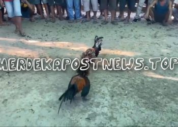 Warga Meminta APH Tindak Tegas Arena Sabung Ayam di Kelansam Sintang yang Kembali Marak Beraktivitas Seakan Kebal Hukum