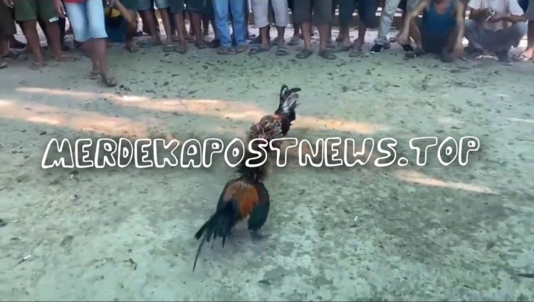 Warga Meminta APH Tindak Tegas Arena Sabung Ayam di Kelansam Sintang yang Kembali Marak Beraktivitas Seakan Kebal Hukum