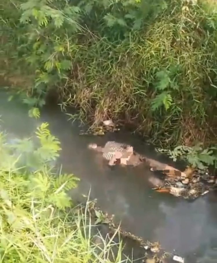 Warga Tambelang Digegerkan Penemuan Mayat Lansia di Saluran Irigasi, Polisi Pastikan Tak Ada Tanda Kekerasan