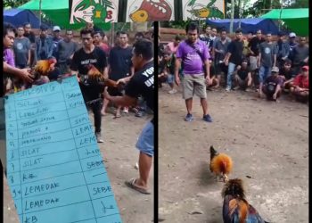 Warga Geram! Aparat Diduga Tutup Mata, Sabung Ayam dan Kolok-kolok Bebas Beraksi di Nanga Lemedak