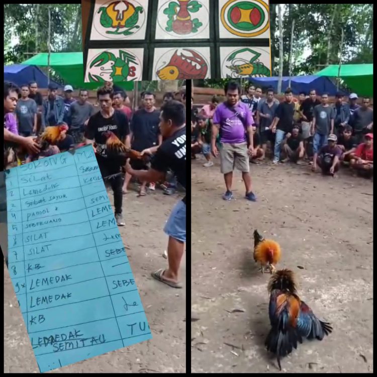 Warga Geram! Aparat Diduga Tutup Mata, Sabung Ayam dan Kolok-kolok Bebas Beraksi di Nanga Lemedak