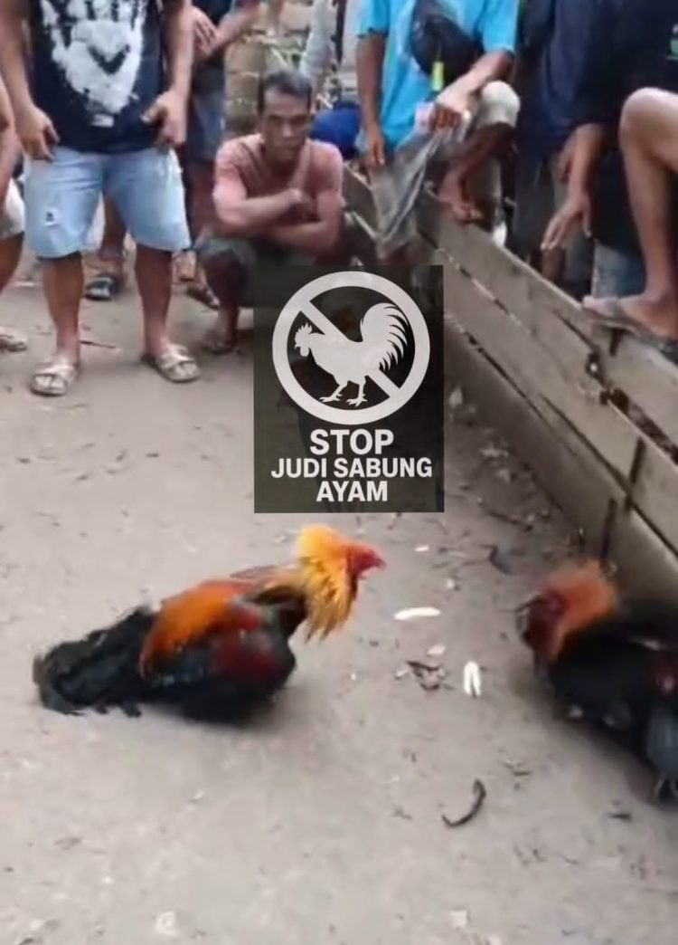 Miris! Arena Sabung Ayam di Nanga Lemedak Masih Beroperasi, Penindakan APH Tak Kunjung Datang