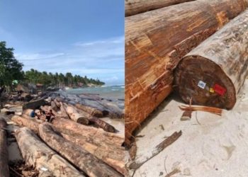 Kayu Gelondongan Berlabel Kemenhut Terdampar di Lampung, Asal Sumbar Didalami Aparat