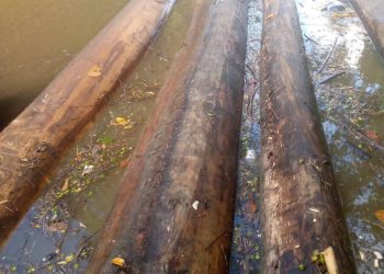 Kayu Gelondongan Tak Bertuan, Diduga Kuat Tanpa Dokumen Sah Marak di DAS Kapuas Sintang, Diminta APH Usut Tuntas