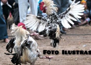 Oknum Kades Desa Pangeran Berinisial C Diduga Terlibat Pengelolaan Jud! Sabung Ayam di Desa Penai, APH Dinilai Tak Berkutik