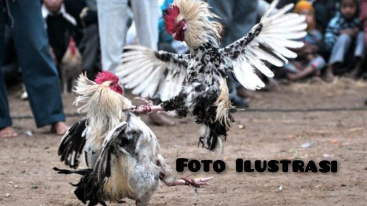 Oknum Kades Desa Pangeran Berinisial C Diduga Terlibat Pengelolaan Jud! Sabung Ayam di Desa Penai, APH Dinilai Tak Berkutik