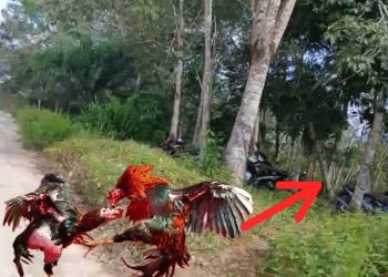 Diminta Kapolres Sintang Tindak Tegas, Gelanggang Jud! Sabung Ayam di Sungai Raya Sepauk Diduga Tak Tersentuh Hukum dan Bebas Beroperasi