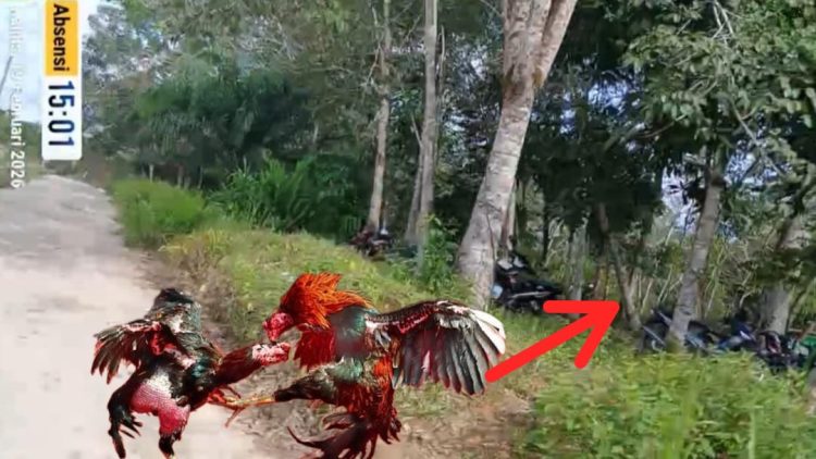 Diminta Kapolres Sintang Tindak Tegas, Gelanggang Jud! Sabung Ayam di Sungai Raya Sepauk Diduga Tak Tersentuh Hukum dan Bebas Beroperasi