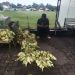 Pedagang Pasar Mengeluh Sepinya Penjualan Selongsong Ketupat Lebaran
