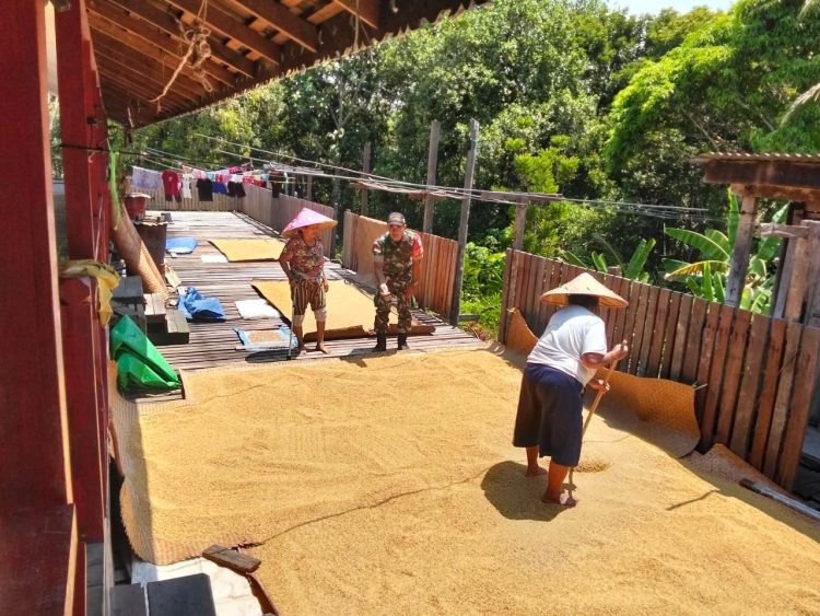 Dalam Menjaga Kualitas Hasil Panen, Babinsa Koramil Batang Lupar Bantu Warga Binaannya Jemur Padi