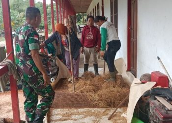 Meringankan Beban Masyarakat, Babinsa Koramil Batang Lupar Bersama Warga Binaannya Gotong Royong Merontokan Benih Padi Secara Manual