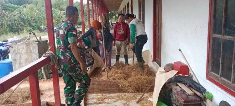 Meringankan Beban Masyarakat, Babinsa Koramil Batang Lupar Bersama Warga Binaannya Gotong Royong Merontokan Benih Padi Secara Manual