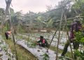 Berikan Edukasi Dalam Bertani, Babinsa Koramil Putussibau Utara Sambangi Kebun Timun Warga