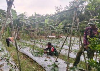 Berikan Edukasi Dalam Bertani, Babinsa Koramil Putussibau Utara Sambangi Kebun Timun Warga