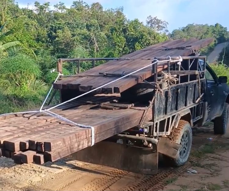 Peredaran Kayu Ulin Ilegal Marak di Nanga Tebidah, Kayan Hulu — Kinerja Aparat Dipertanyakan