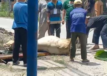 Musholla Al-Ikhlas Indrapura Menyembelih Hewan Qurban