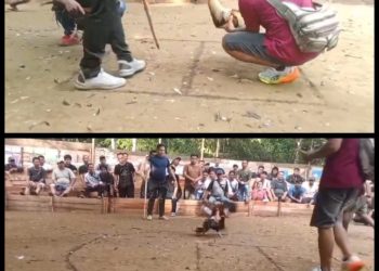 Terindikasi Kebal Hukum!, Praktik Sabung Ayam dan Kolok-Kolok di Nanga Danau Kalis Bebas Beroperasi, Ada Apa Dengan Aparat di Kapuas Hulu