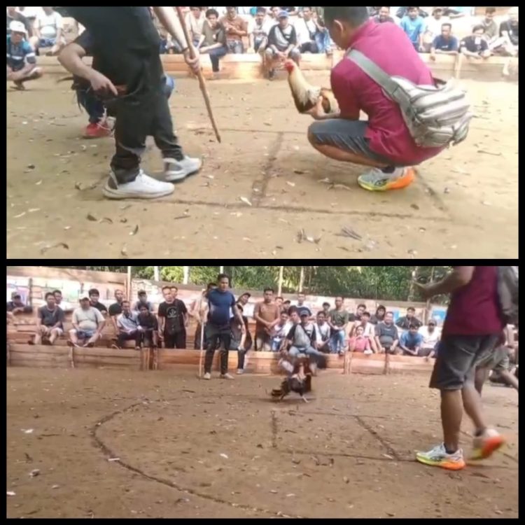 Terindikasi Kebal Hukum!, Praktik Sabung Ayam dan Kolok-Kolok di Nanga Danau Kalis Bebas Beroperasi, Ada Apa Dengan Aparat di Kapuas Hulu