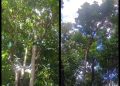 Maraknya Pencurian Buah Durian dan Buah Yang Lain-Lain di Desa Kenyauk, Warga Minta APH Usut Tuntas