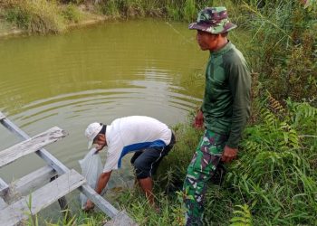 Perkuat Ketahanan Pangan Lokal, Satgas TMMD ke-129 Kodim 1206/Putussibau Bagikan Bibit Ikan ke Warga