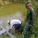 Perkuat Ketahanan Pangan Lokal, Satgas TMMD ke-129 Kodim 1206/Putussibau Bagikan Bibit Ikan ke Warga