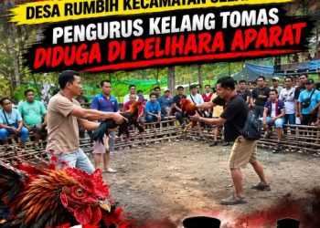 Jud! Sabung Ayam Diduga Terorganisir di Keranji, Warga Pertanyakan Sikap APH
