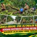 Babinsa Koramil 1206-05/Embaloh Hulu Bersama Masyarakat Gotong Royong Bersihkan Jalan Akibat Pohon Tumbang